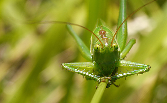 deep green earth
