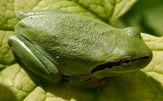 deep green earth