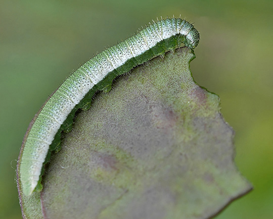 deep green earth